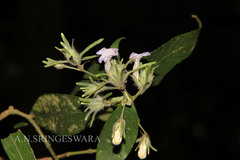Strobilanthes aurita